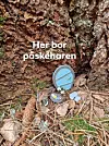 Malin og Maria er på ferie på Kåret, Hope. De ble veldig glade da de fant ut hvor påskeharen bor: Inni grana som Anna Staupe, f 1904, plantet i 1918 da hun ble konfirmert. Den står på Kåret og måler ca. 35-40 meter. Innsendt av farmor Mia Øglend, eier og etterkommer i 5. generasjon. Malin og Maria er 7. generasjon og elsker sitt «Valestrand». De reiser gladelig 8 timer i bil for å komme på «hytta». Hilser til hele familien, spesielt til Tor Magne i Staupe, Alf på Drange og onkel Reidar på Håvik.
