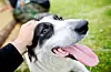 STEIGEN, NORDLAND juli 2008:En Border collie hund blir klappet på hodet. Omsorg. Med tunga ut av munnen. Tunge.Foto: Kyrre Lien / NTB