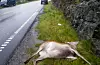 Mange hjortedyr blir påkøyrde langs vegane. Slike påkjørsler skal meldast til politiet.