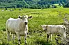 Tidlegare var det avla meir Norsk Raudt Fe, medan den spesialiserte storfekjøtproduksjon utgjer ein større del av produksjonen i dag. Dette er rasen charolais. Foto: Heidi Molstad Andresen / NPK