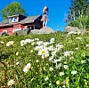 @saraniron Endelig sommer igjen#sommer #summer #sveio #norge #norway