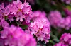 Rhododendron, til liks med andre såkalla surjordsplanter, trivst best i sur jord og skal ikkje ha kalk. FOTO: HÅKON MOSVOLD LARSEN / NTB / NPK