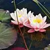 @fjonguri#pinkwaterlily #naturephotography #naturelovers #naturfotografie #flowerstagram ##summervibes #visitkarmøy #visithaugesund #visitsveio #vestavindsveio