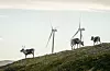 Reinsdyr vandrar rundt vindturbinane på Storheia vindpark, som er den største av vindparkane i porteføljen til Fosen Vind. Illustrasjonsfoto.