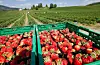 No er dei norske jordbæra på veg inn i butikkane. Å selje jordbær per korg og ikkje etter kilopris har lang tradisjon i Noreg. Foto: Gorm Kallestad / NTB / NPK
