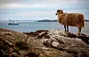 Utsikten mot havet ????#ryvarden #sveio #vestavindsveio #haugalandet #vestland #vestlandet #flokehyttene #sheep #sheepofinstagram #sau #villsau #kystperleriket #kystnorge #kystsau #rosling #båtliv #skjærgård #visitnorway #mittvestland #liveterbestute #norgesferie #canonphotography #sletta #primærnæring #visithaugalandet #haugesundsavis
