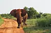 Elefant i farta, sett i Tsavo nasjonalpark