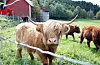 Highland cattle i Valestrand