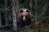 Brunbjørn.