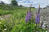 Vegvesenet meiner det er viktig å komme i gang med kantslåtten før lupinar og andre artar vi ønskjer å bli kvitt, set frø. Foto: Eli Ramstad / Statens vegvesen