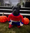 Kostymet te Billy fortjente ein post idag 😂🤩🎃#staffordshirebullterrier #vestavindsveio #staffyFOTO @idabjellandbirkeland