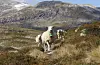 Fjellam frå Ryfylke er geografisk beskytta. Lamma beitar i minst åtte veker 500 meter over havet, der dei et næringsrike urter og planter som gir kjøttet ein særeigen smak. Foto: Caroline Roka / Stiftelsen Norsk Mat